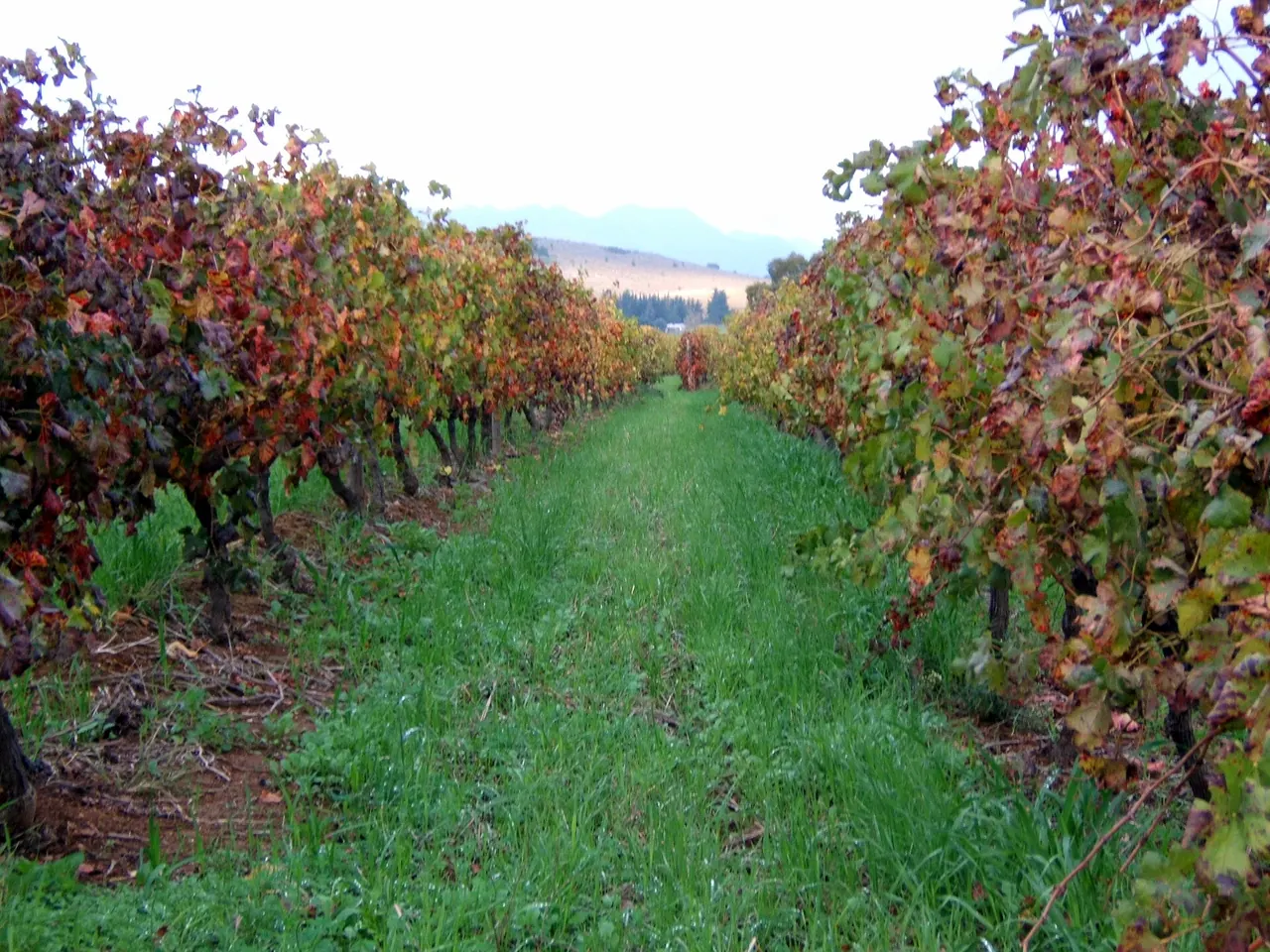 Autumn vineyard rows in Paarl